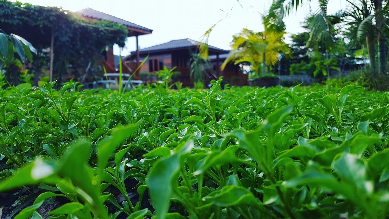 บ้านสวนมีดี ลำพูน Meedee Homestay Lamphun Ban Nong Pla Kho Exteriér fotografie